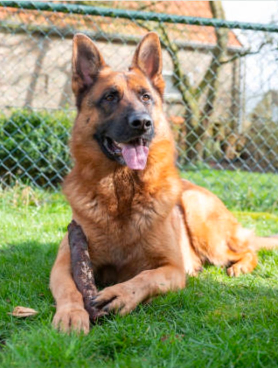 Rocky, a German Shepherd dog in Delta