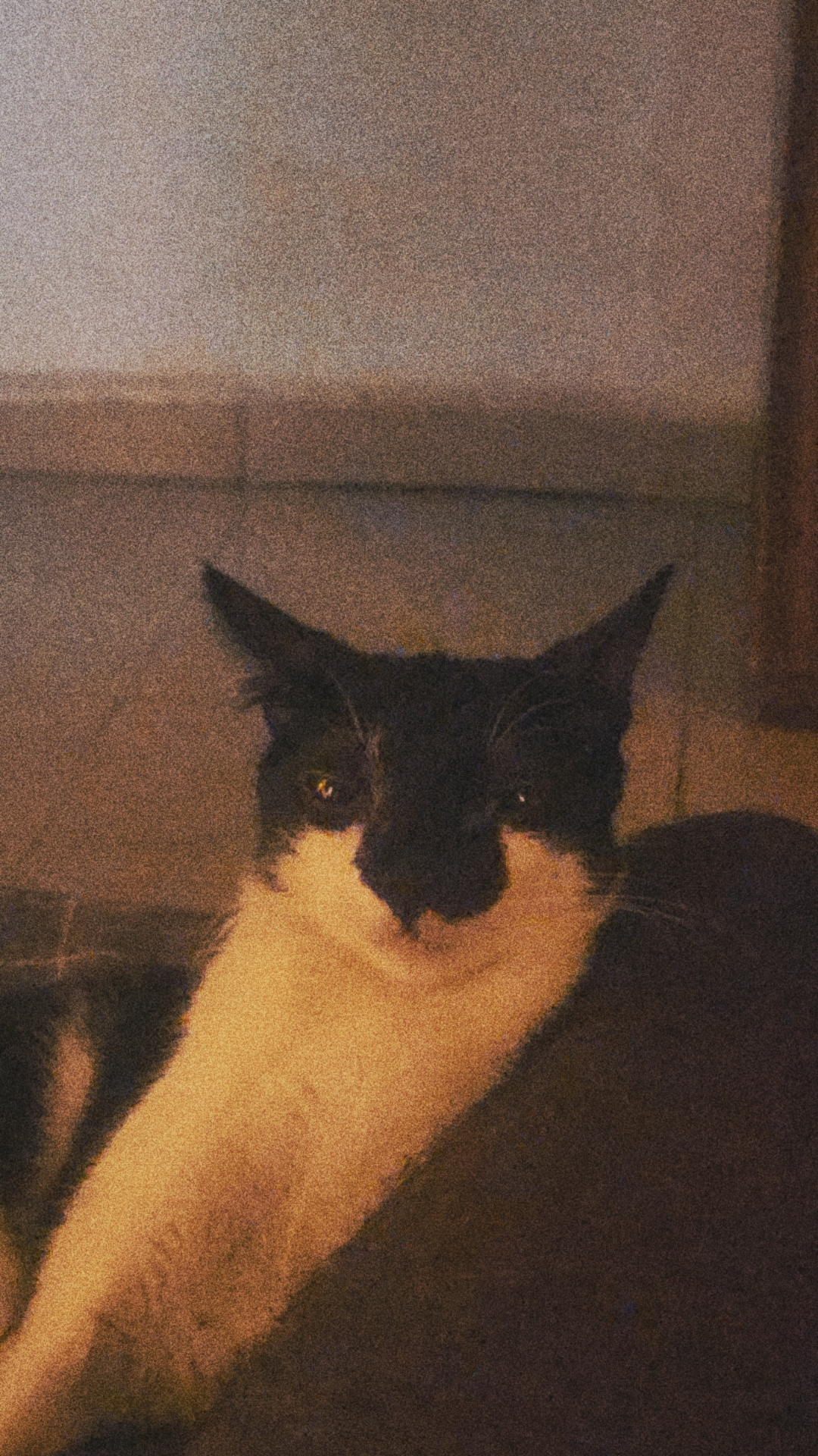 Ariel Mustapha Kuroyami, a Tuxedo cat in Ibadan, Oyo state
