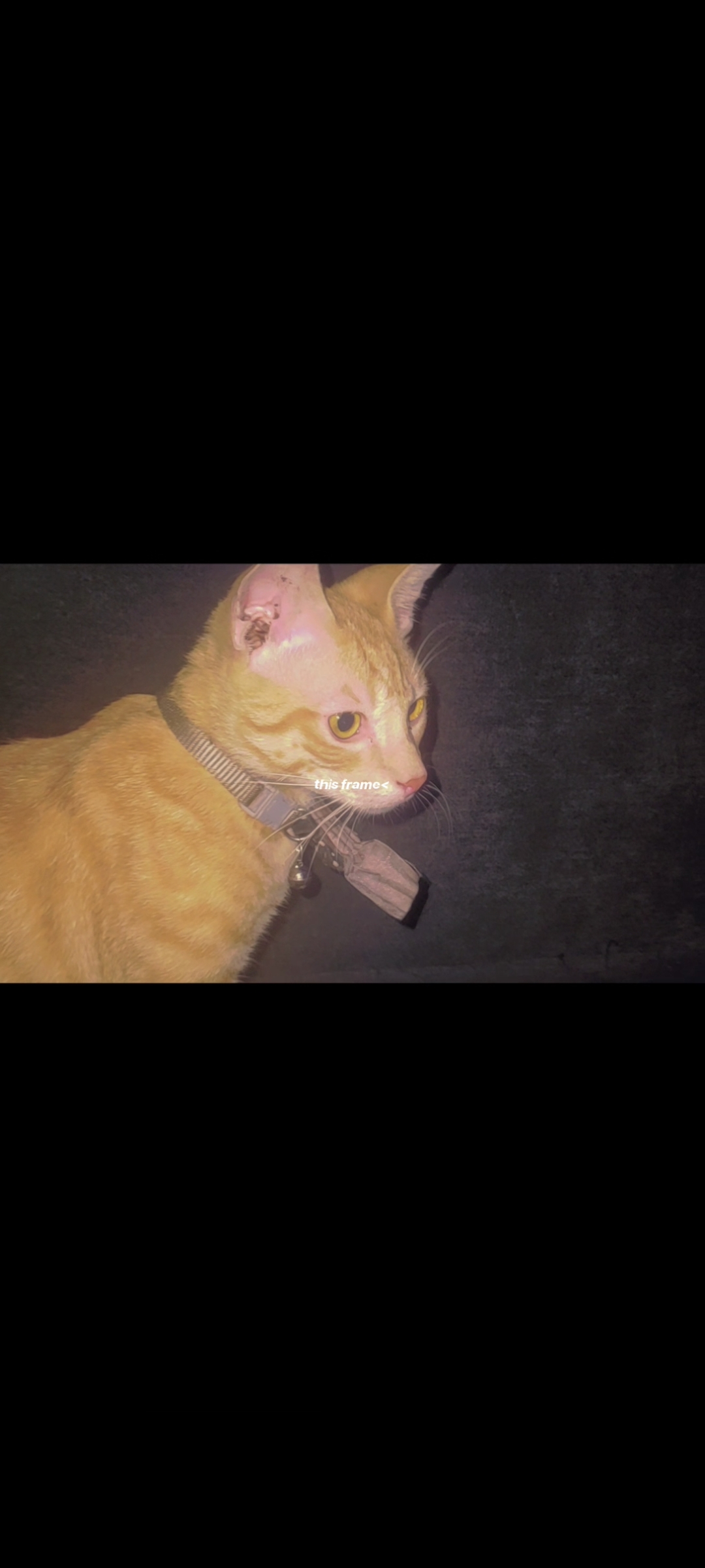 Mooskhoos, a Ginger Tabby cat in Ibadan, Oyo state