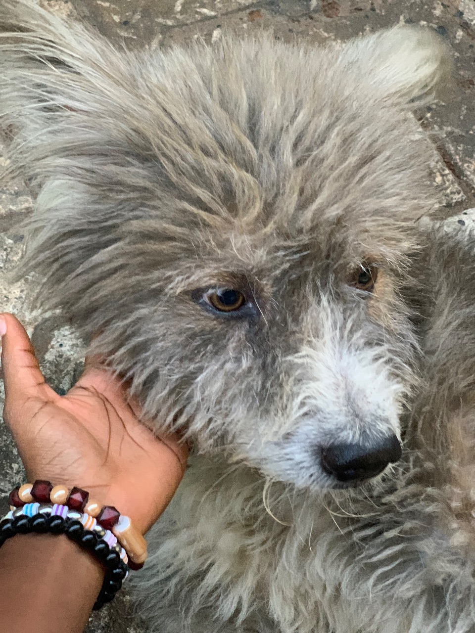 Terry, a Terrier dog in Lagos, Oko- Oba