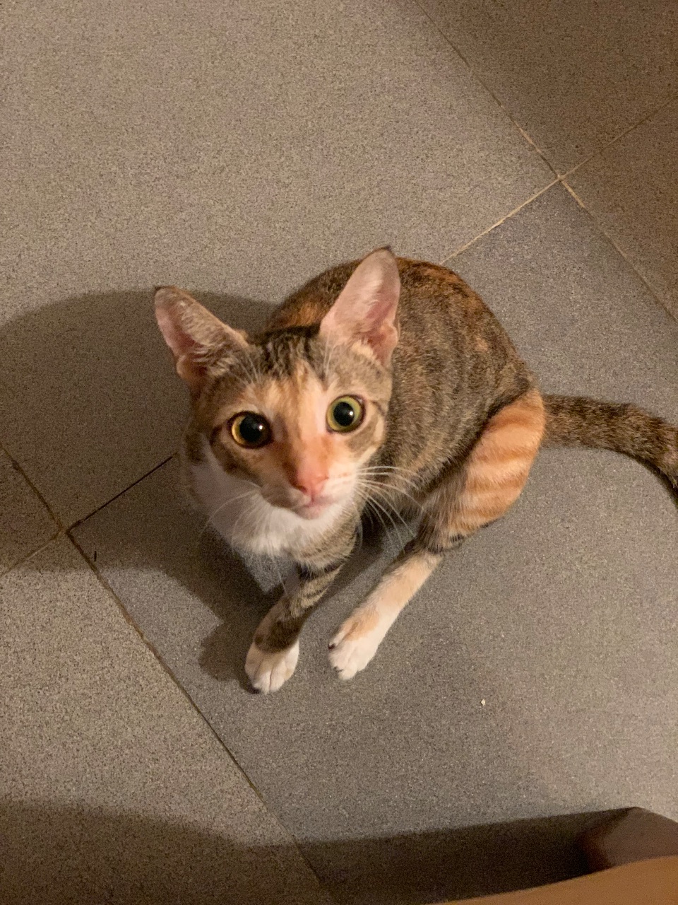 Moon, a Tabby cat in Lagos
