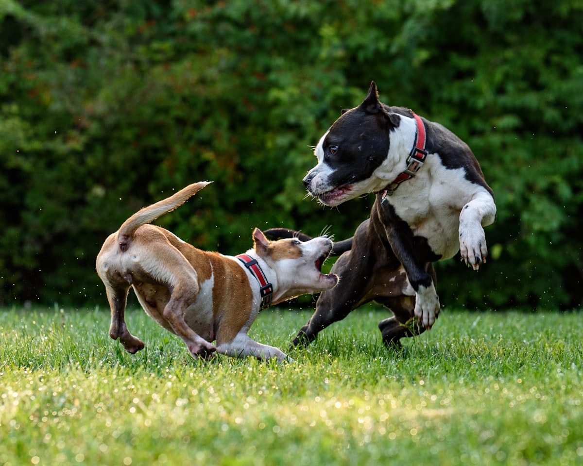 As Nigeria's Pet Boom Grows, So Do the Businesses Around It