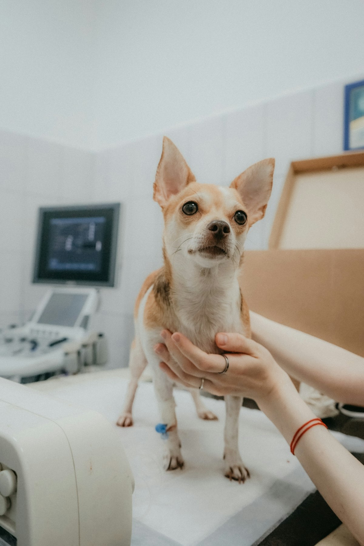 How to Actually Vet a Breeder Listing